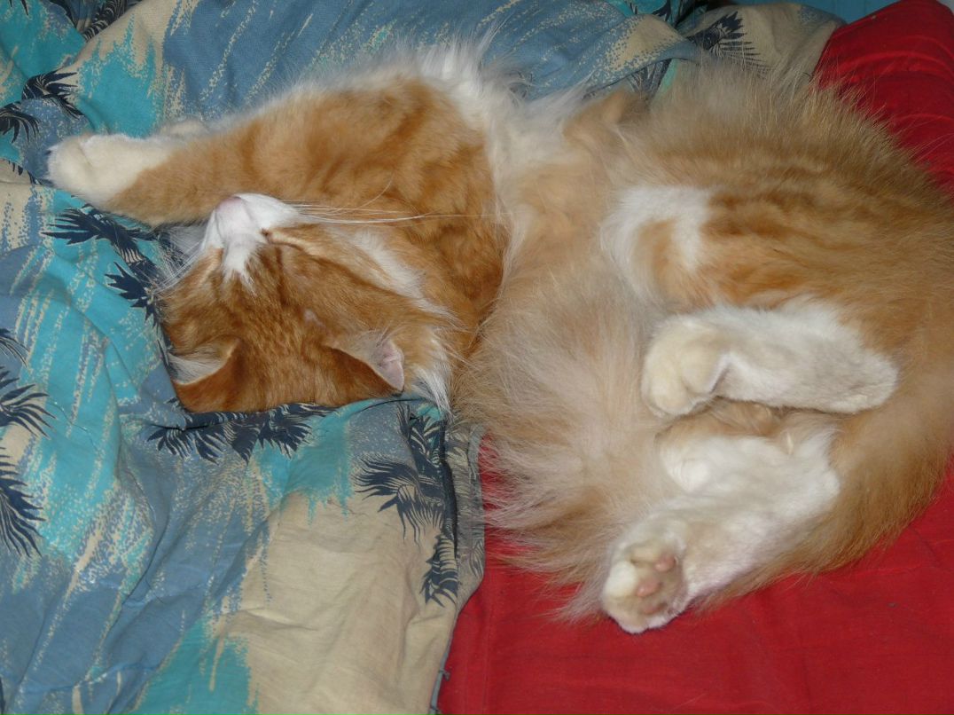 Александр Шишкин фотография #41